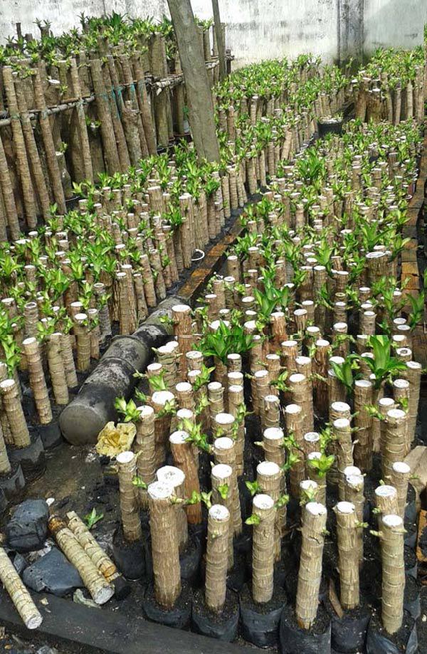 không gian canh tác giúp tôi phát tài